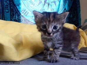 吃瓜网心碎小猫  第1张