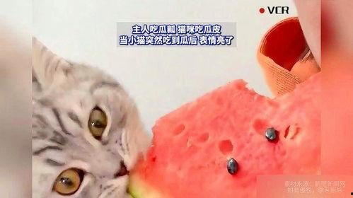吃瓜网心碎小猫  第3张
