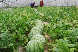 宜春网红吃瓜事件,揭秘网络舆论的风暴与真相  第2张