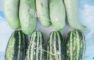 莱阳吃瓜网红是谁呀,网络红人的崛起之路 第3张 莱阳吃瓜网红是谁呀,网络红人的崛起之路 第3张